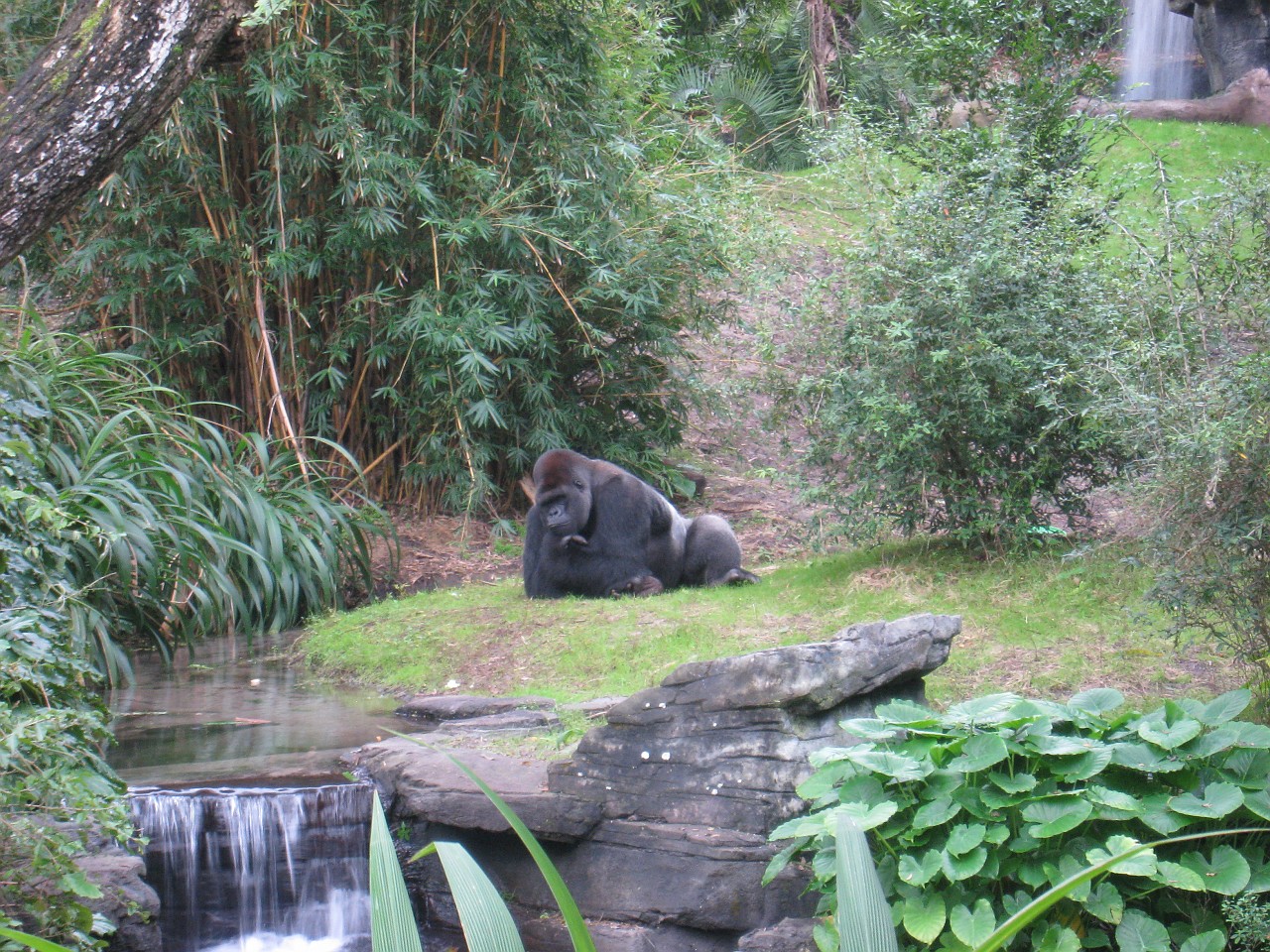 Vacation 2007-12 - Disney Parks  0598.jpg - The 2007-08 vacation to Florida included Disney World. We visited some of the larger theme Resorts along with Animal Kingdom and Disney Hollywood Studios.